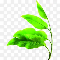 摄影夏日绿色枇杷叶子-空若网 摄影夏日绿色枇杷叶子-空若网