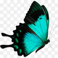 摄影夏日海报蝴蝶效果-空若网 摄影夏日海报蝴蝶效果-空若网