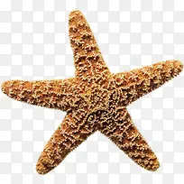 摄影夏日海边沙滩海星效果-空若网 摄影夏日海边沙滩海星效果-空若网