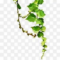 摄影绿色树藤效果-空若网 摄影绿色树藤效果-空若网