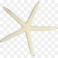 ÉãÓ°°×É«º£ÐÇɳ̲ͼ-¿ÕÈôÍø ÉãÓ°°×É«º£ÐÇɳ̲ͼ-¿ÕÈôÍø