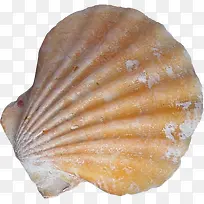 海边沙滩贝壳摄影-空若网 海边沙滩贝壳摄影-空若网