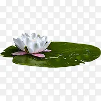 夏日摄影海报莲花莲叶效果-空若网 夏日摄影海报莲花莲叶效果-空若网