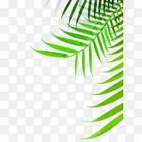 摄影手绘绿叶设计-空若网 摄影手绘绿叶设计-空若网