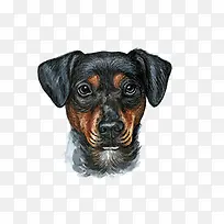 卡通可爱小动物装饰设计动物头像-空若网 卡通可爱小动物装饰设计动物头像-空若网