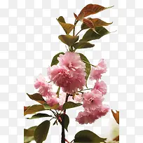 ӣ����֦-������