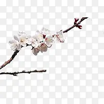 ӣ����֦-������