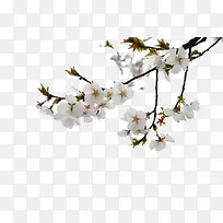 ӣ����֦-������