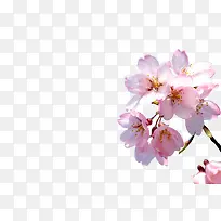 樱花树枝-空若网 樱花树枝-空若网