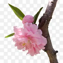 春季粉色樱花树枝-空若网 春季粉色樱花树枝-空若网