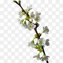 Ó£»¨-¿ÕÈôÍø Ó£»¨-¿ÕÈôÍø