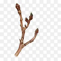 手绘树枝-空若网 手绘树枝-空若网