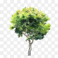 手绘大树-空若网 手绘大树-空若网