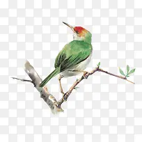 手绘小鸟-空若网 手绘小鸟-空若网