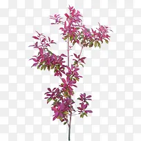 ֲ����֦�羰װ��ͼ��-������