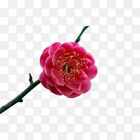 桃花-空若网 桃花-空若网