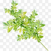 �ֻ�ˮ����ɫ��֦-������