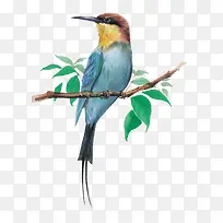 粘在树枝上的鸟-空若网 粘在树枝上的鸟-空若网