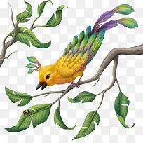 手绘鸟-空若网 手绘鸟-空若网