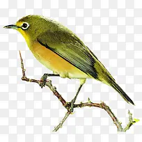 小鸟-空若网 小鸟-空若网