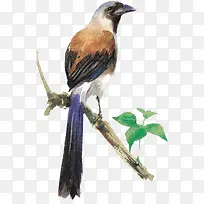 枝头鸟-空若网 枝头鸟-空若网