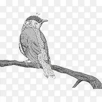 鸟-空若网 鸟-空若网