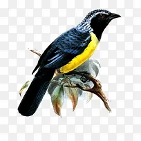 蓝鸟-空若网 蓝鸟-空若网