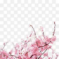 粉色树枝-空若网 粉色树枝-空若网