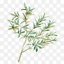 ÊÖ»æÊ÷Ö¦-¿ÕÈôÍø ÊÖ»æÊ÷Ö¦-¿ÕÈôÍø