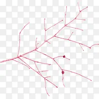 红色漂亮树枝-空若网 红色漂亮树枝-空若网