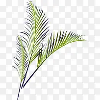 夏日清新树枝-空若网 夏日清新树枝-空若网