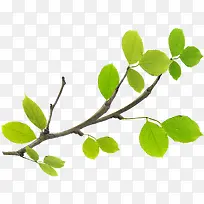 绿色春天树枝-空若网 绿色春天树枝-空若网