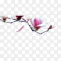 花-空若网 花-空若网