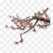 红色花-空若网 红色花-空若网