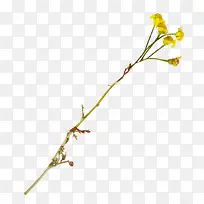 树枝-空若网 树枝-空若网