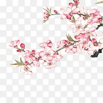 花枝-空若网 花枝-空若网