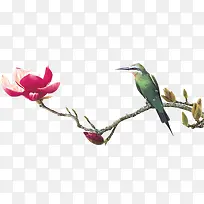 鸟-空若网 鸟-空若网