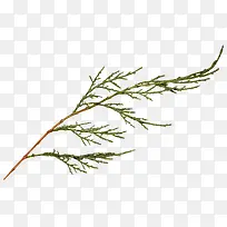 ֦Ҷ-������