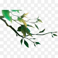 ��ɫ֦Ҷ-������