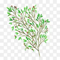 ˮ����֦-������