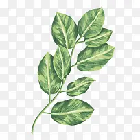 叶子-空若网 叶子-空若网