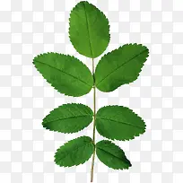 ��ɫ��֦��Ҷ-������