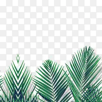 ÂÌÒ¶-¿ÕÈôÍø ÂÌÒ¶-¿ÕÈôÍø