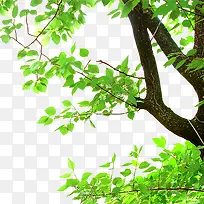 树枝-空若网 树枝-空若网