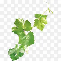 ��ɫ֦Ҷ-������