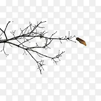 ��֦-������