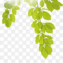 树叶-空若网 树叶-空若网