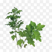 ��ɫС��֦-������