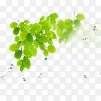 ÂÌɫ֦Ҷ-¿ÕÈôÍø ÂÌɫ֦Ҷ-¿ÕÈôÍø