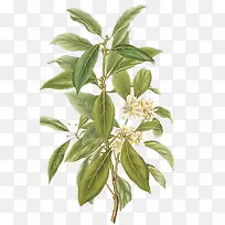 手绘树枝-空若网 手绘树枝-空若网